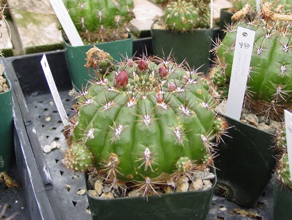 Matucana_grandiflora